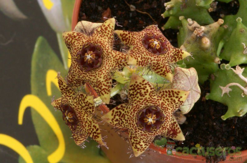 A photo of Caralluma crenulata x hexagona