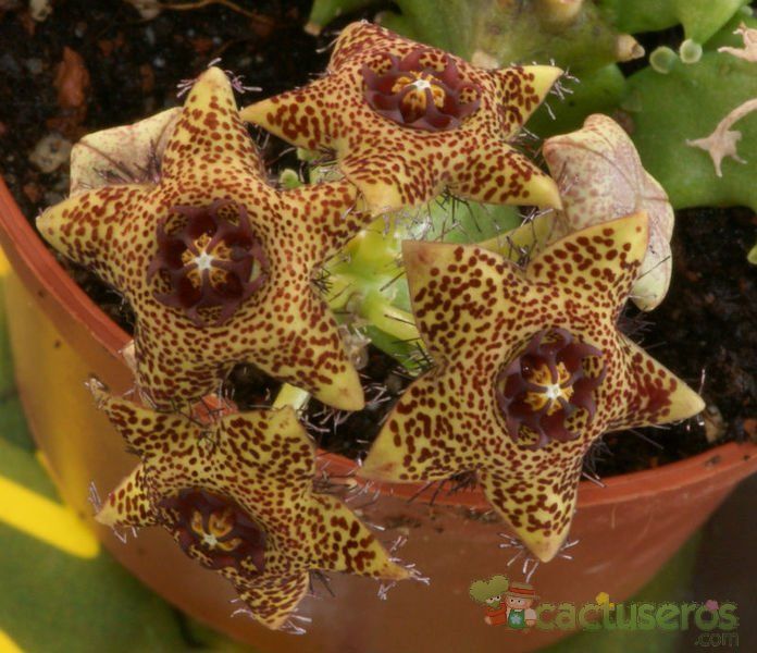 Una foto de Caralluma crenulata x hexagona
