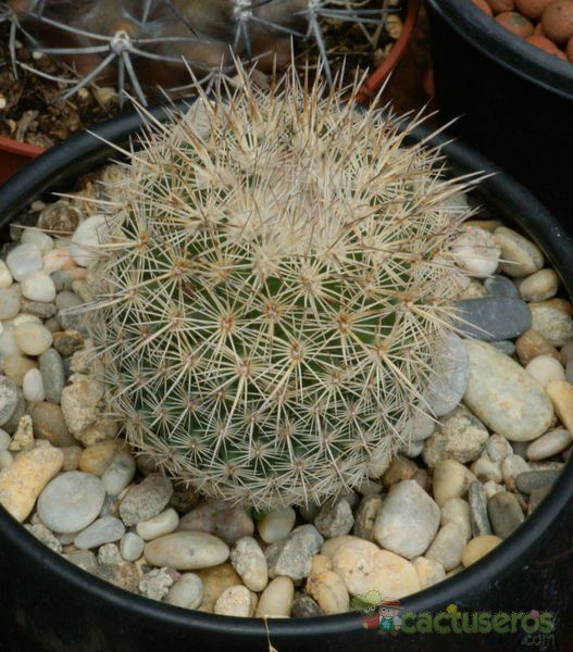Una foto de Coryphantha werdermannii