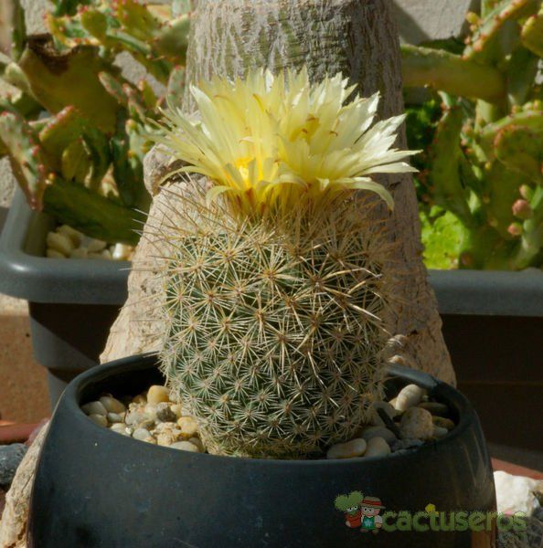 Una foto de Coryphantha werdermannii