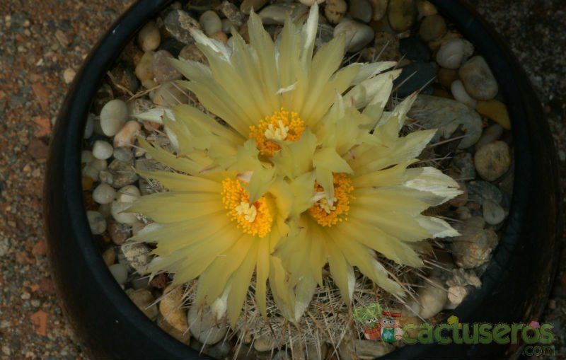 Una foto de Coryphantha werdermannii