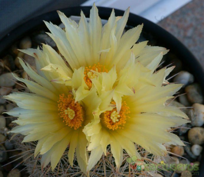 Una foto de Coryphantha werdermannii