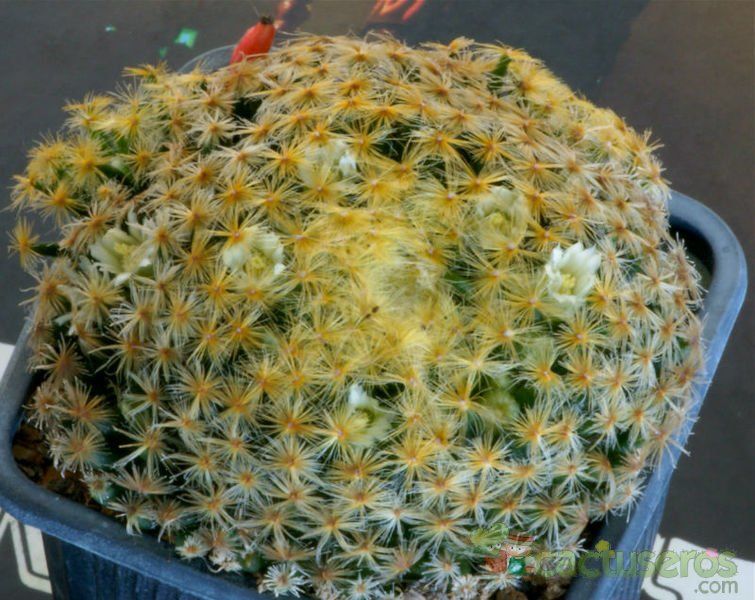 Una foto de Mammillaria schiedeana