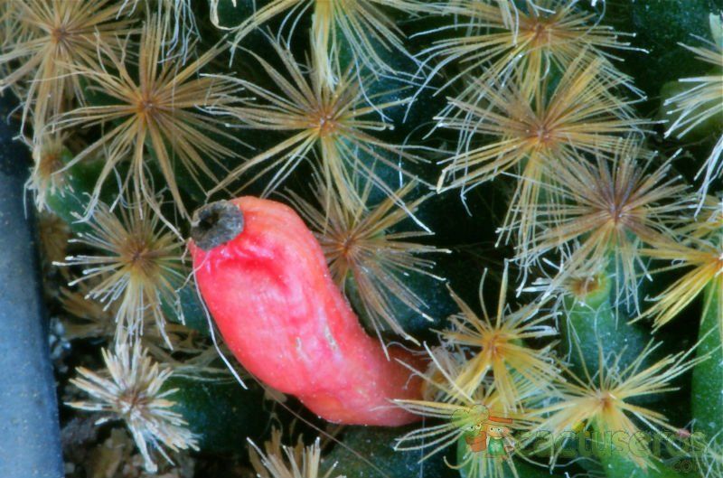 Una foto de Mammillaria schiedeana