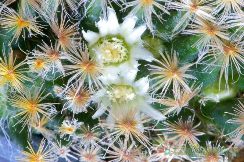 Una foto de Mammillaria schiedeana