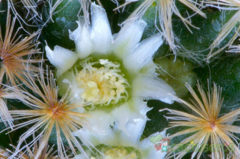 Una foto de Mammillaria schiedeana