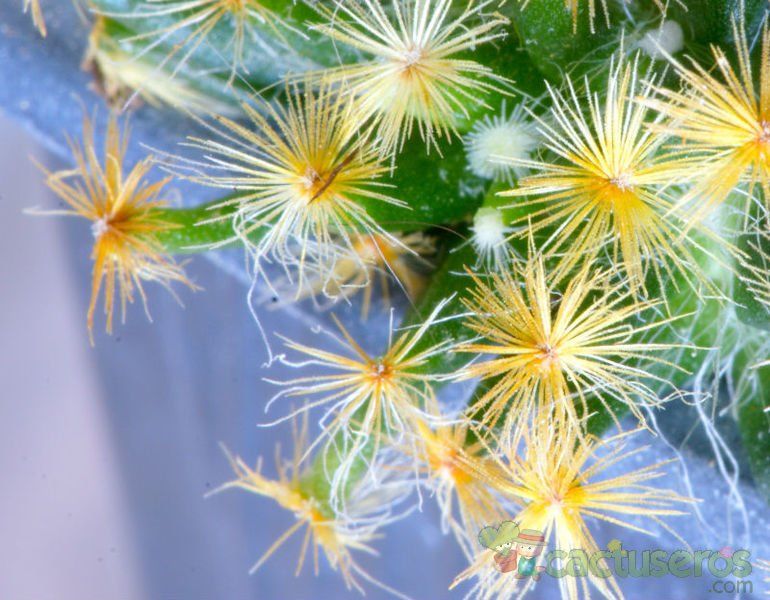Una foto de Mammillaria schiedeana