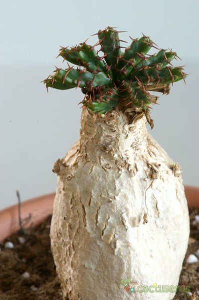 A photo of Euphorbia stellata  