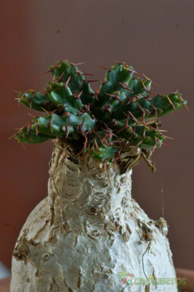 A photo of Euphorbia stellata  