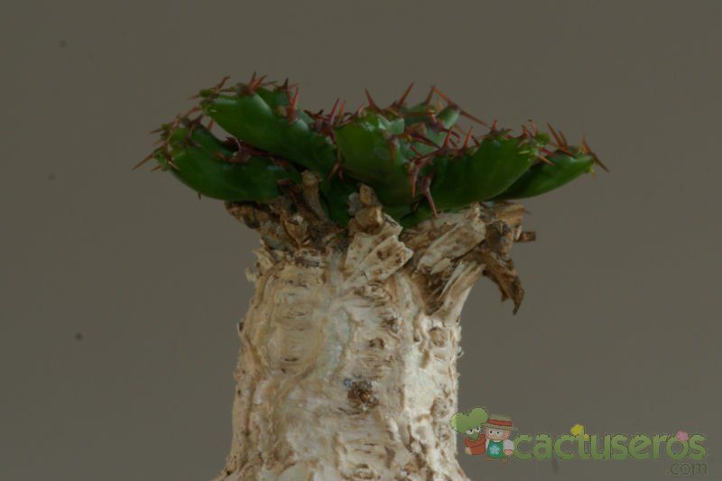 A photo of Euphorbia stellata  
