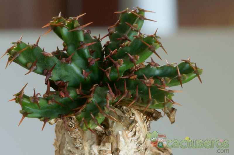 A photo of Euphorbia stellata  