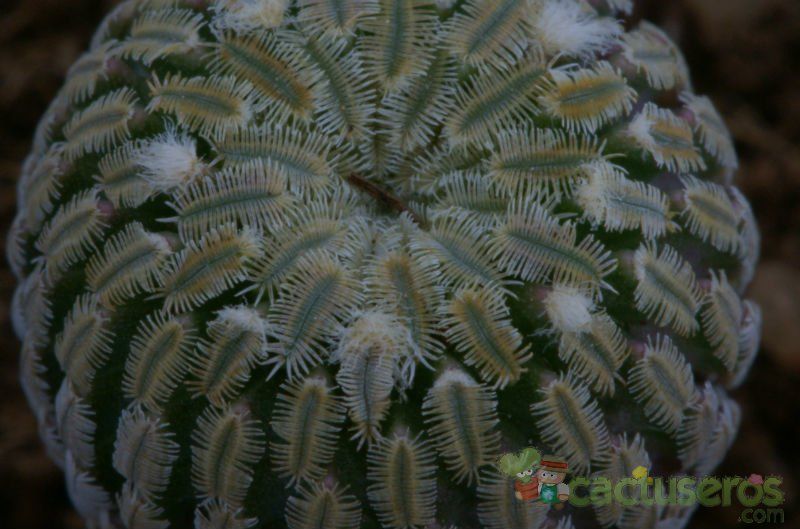 Una foto de Turbinicarpus pseudopectinatus