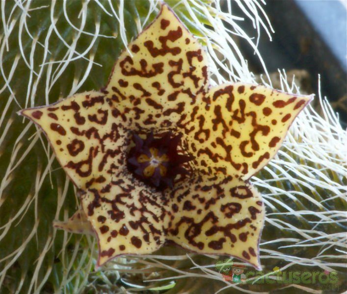 A photo of Stapelianthus pilosus