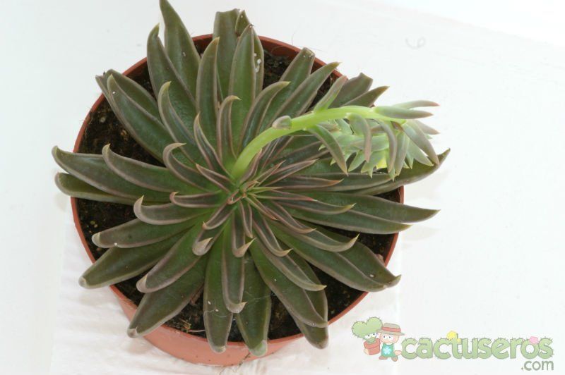 A photo of Echeveria lutea