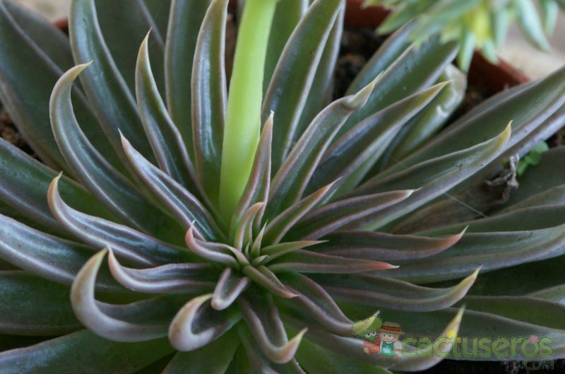 A photo of Echeveria lutea