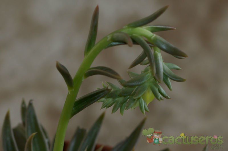 A photo of Echeveria lutea