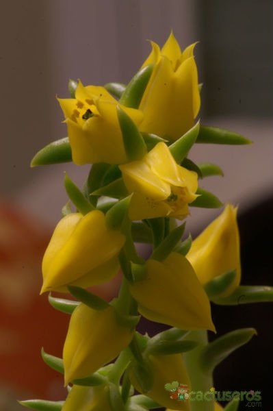 A photo of Echeveria lutea