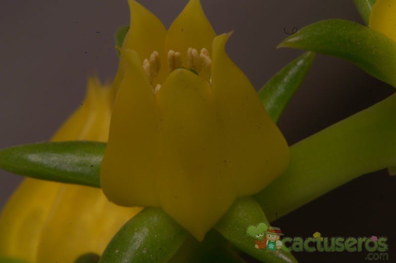 A photo of Echeveria lutea