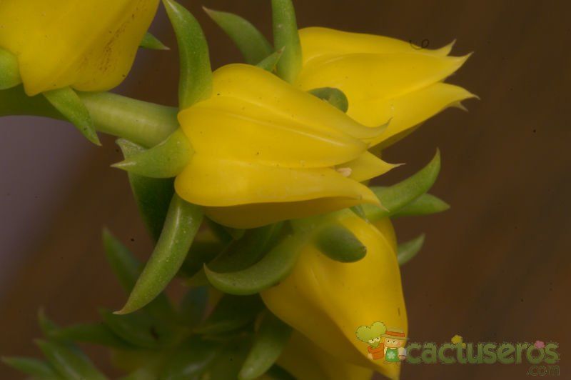 A photo of Echeveria lutea