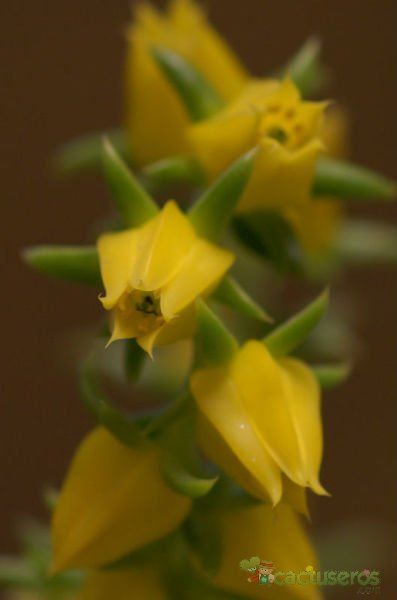 A photo of Echeveria lutea