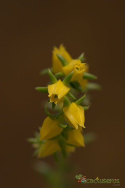 A photo of Echeveria lutea