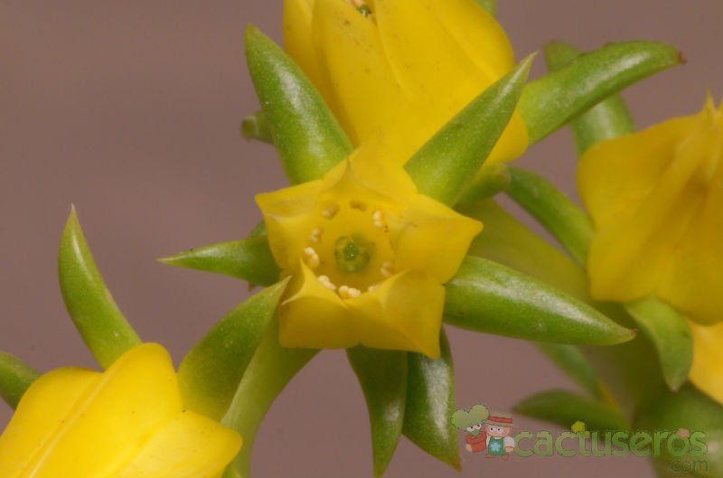 A photo of Echeveria lutea