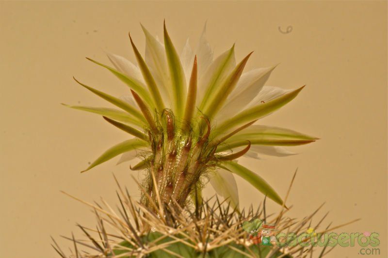 Una foto de Echinopsis thionantha