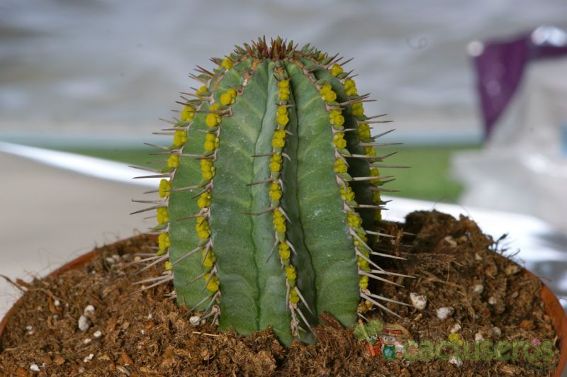 A photo of Euphorbia fruticosa