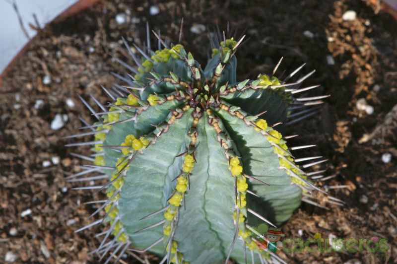 A photo of Euphorbia fruticosa