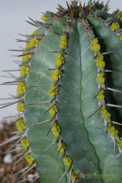 A photo of Euphorbia fruticosa