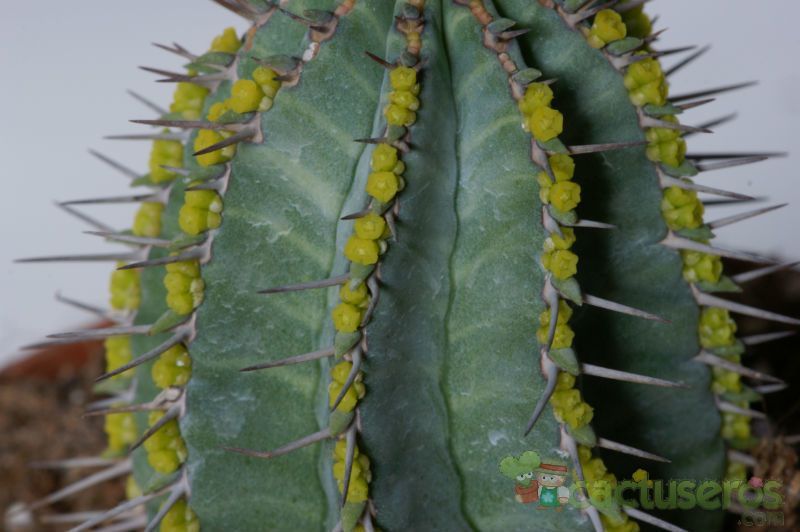A photo of Euphorbia fruticosa