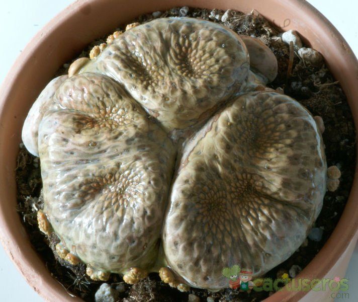Una foto de Euphorbia turbiniformis  