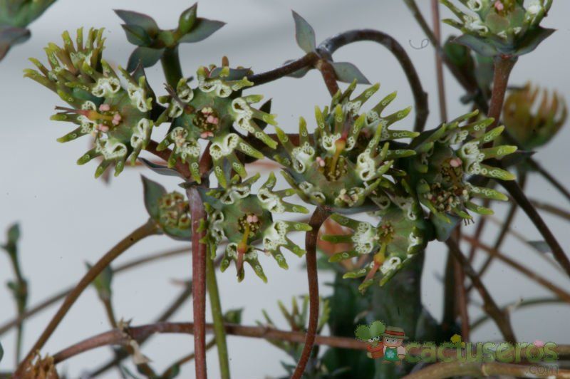 Una foto de Euphorbia globosa