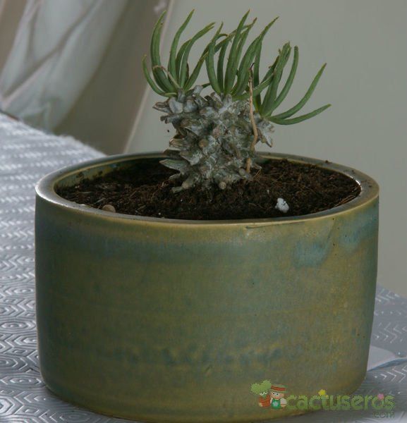 A photo of Tylecodon wallichii