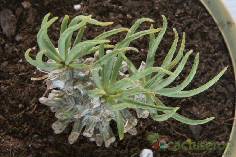 A photo of Tylecodon wallichii
