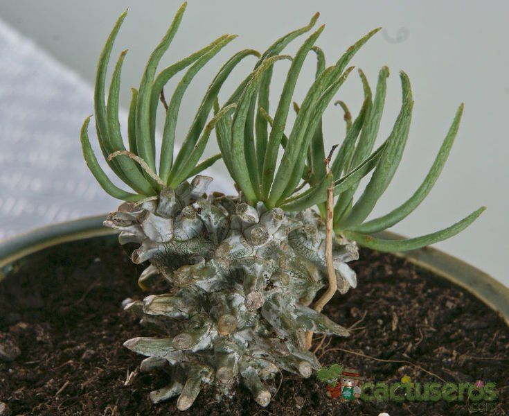 A photo of Tylecodon wallichii