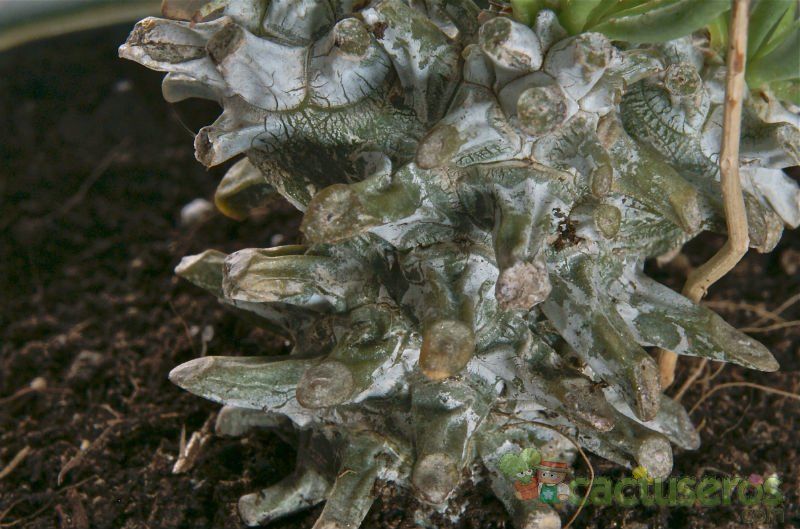 A photo of Tylecodon wallichii