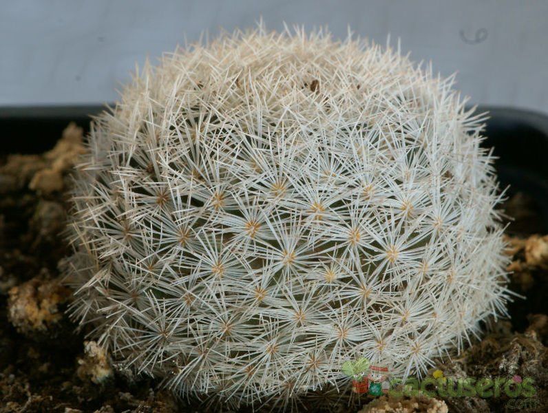 Una foto de Mammillaria lasiacantha