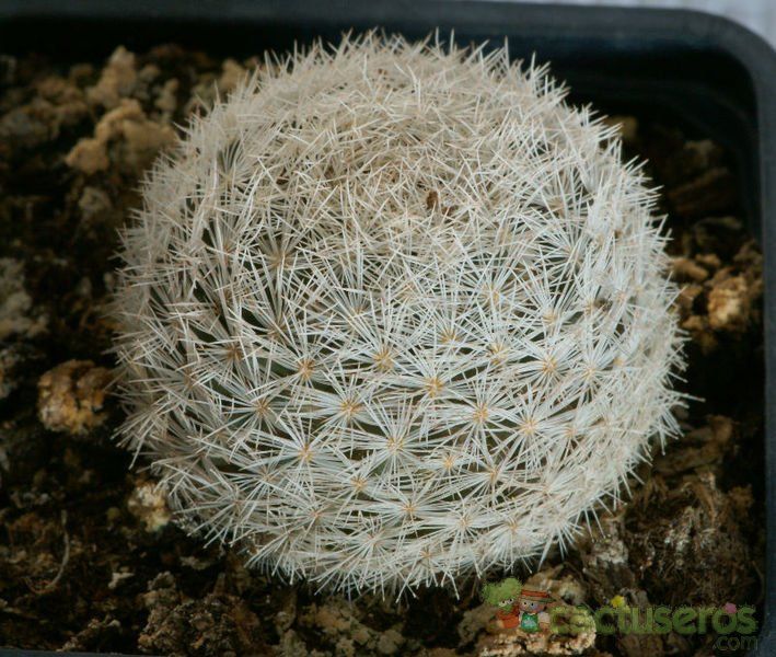 Una foto de Mammillaria lasiacantha