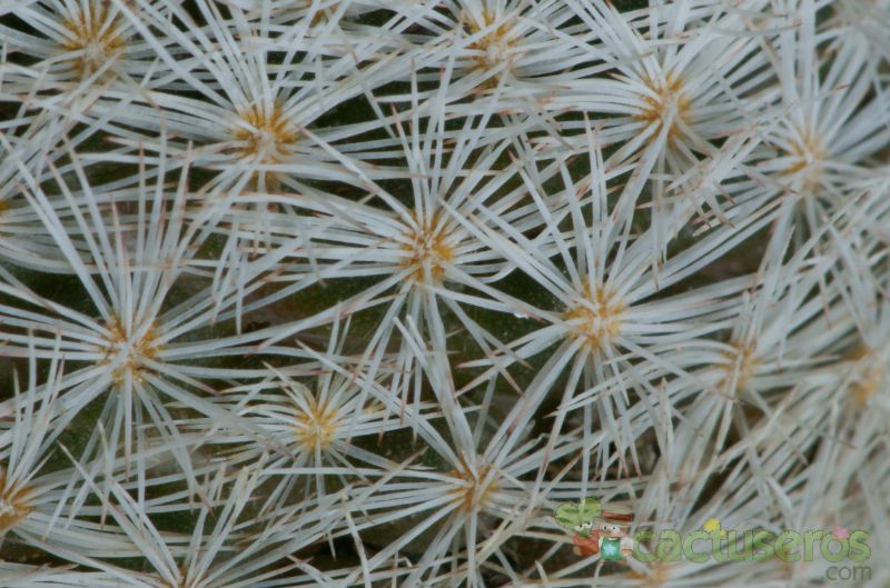 Una foto de Mammillaria lasiacantha