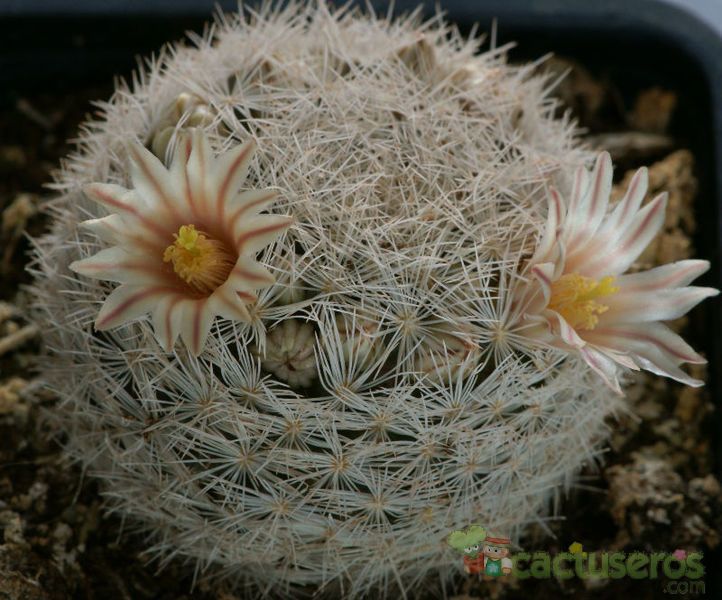 Una foto de Mammillaria lasiacantha