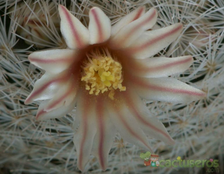Una foto de Mammillaria lasiacantha