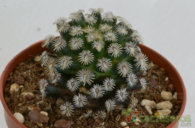 A photo of Mammillaria hernandezii