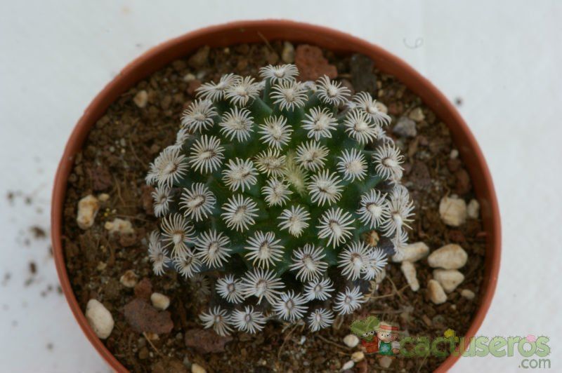 A photo of Mammillaria hernandezii