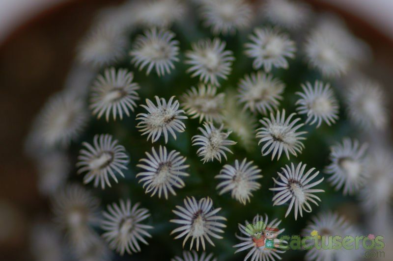 A photo of Mammillaria hernandezii