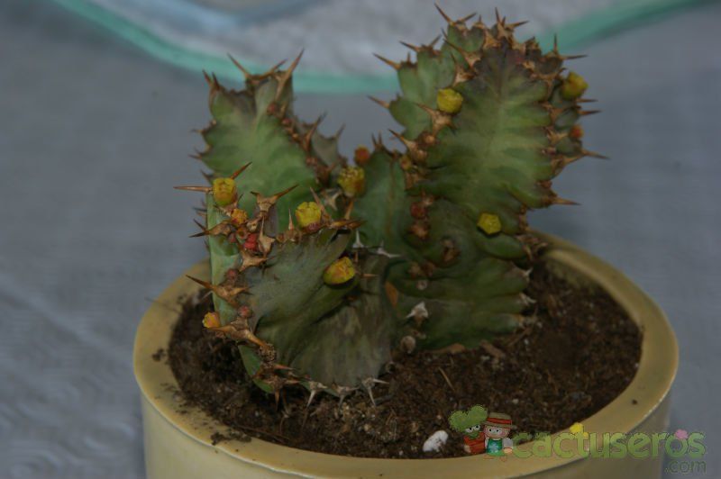 Una foto de Euphorbia pseudocactus