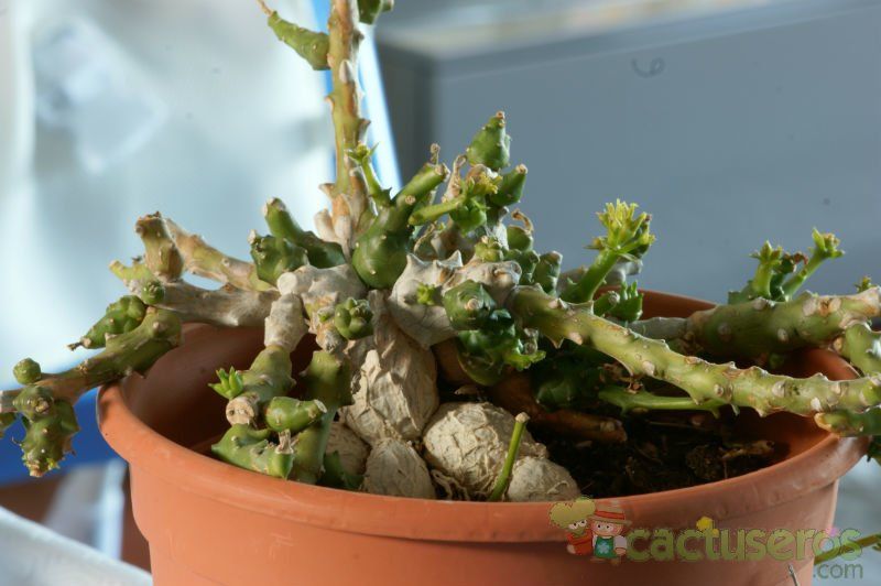 Una foto de Euphorbia ornithopus  
