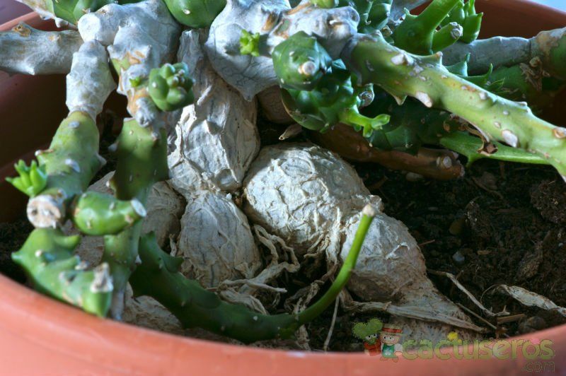 Una foto de Euphorbia ornithopus  