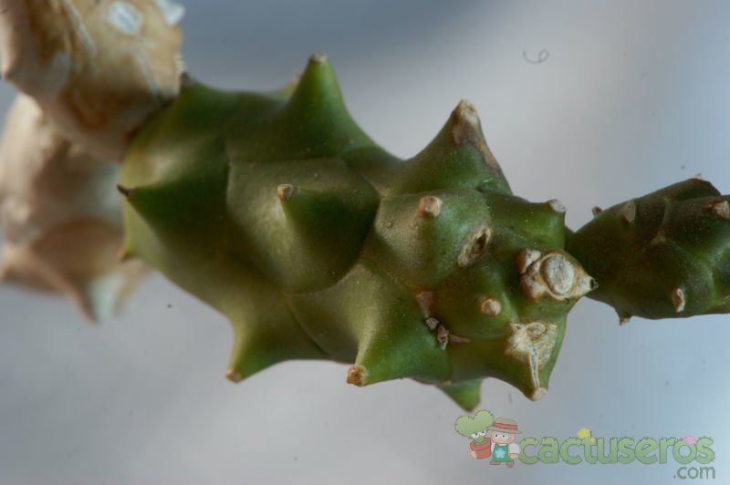Una foto de Euphorbia ornithopus  