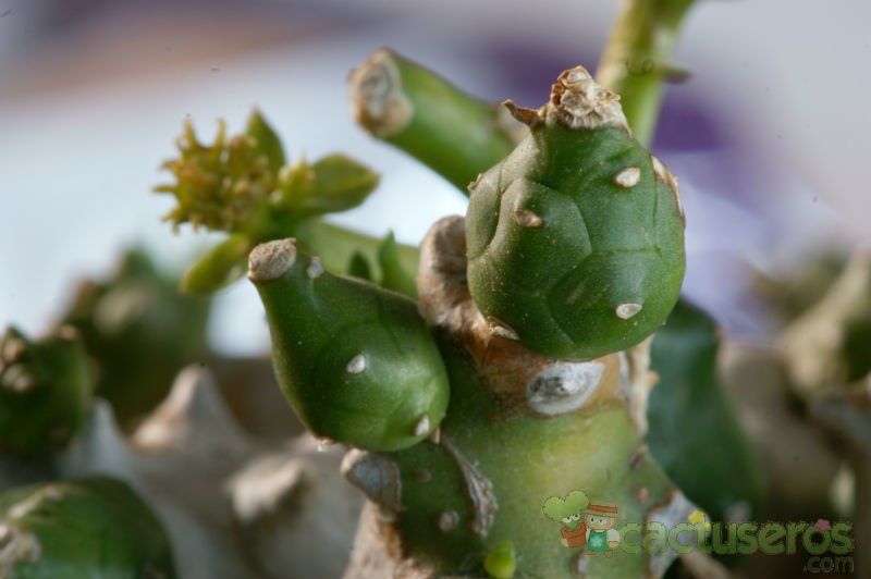 Una foto de Euphorbia ornithopus  